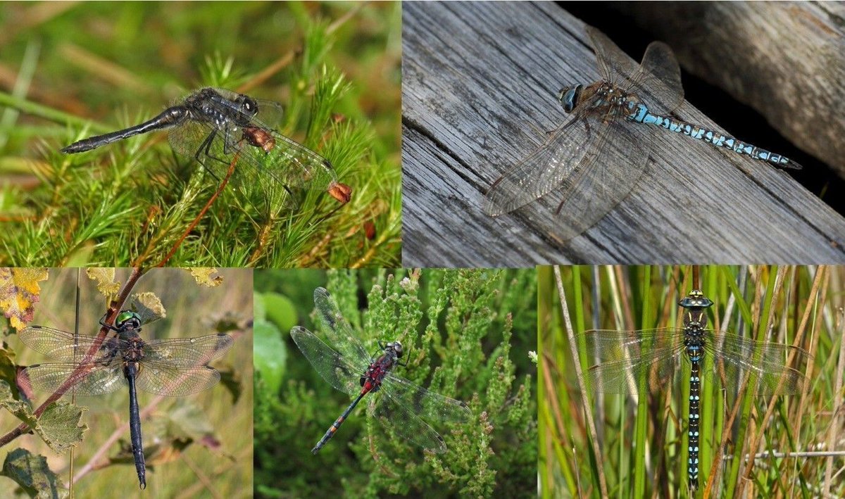 BDSdragonflies's tweet photo. Scotland hosts some of the rarest dragonfly species in Britain. Now, an assemblage of Bog Pool specialists has been added to the Scottish Biodiversity List. Find out more and why this is important: https://t.co/9dldE6MV0Y https://t.co/nSgMhRxNNU