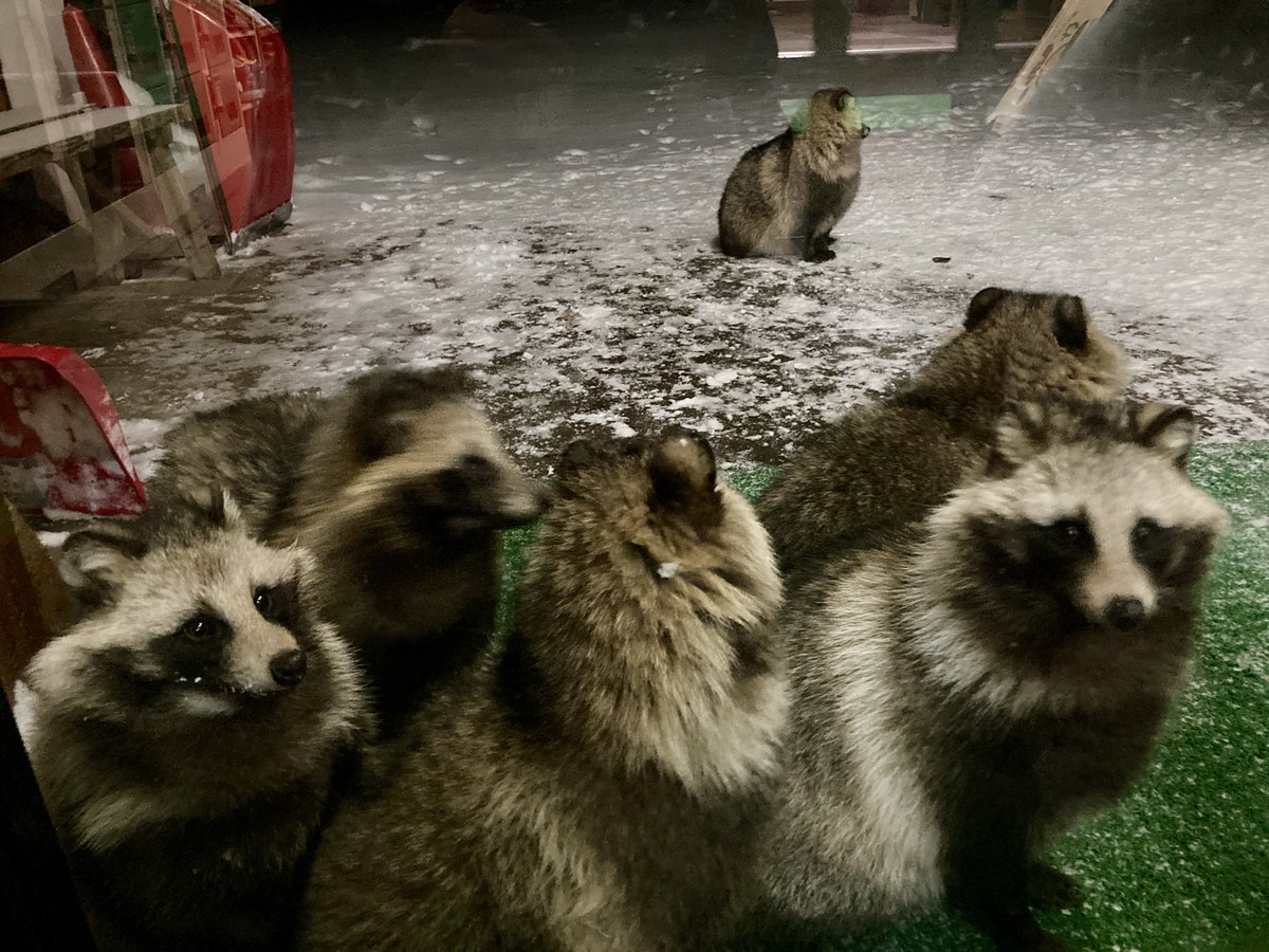 たぬきページ 今夜のたぬきちゃん達、めっちゃたくさん来た笑笑 雪の中、寒くて