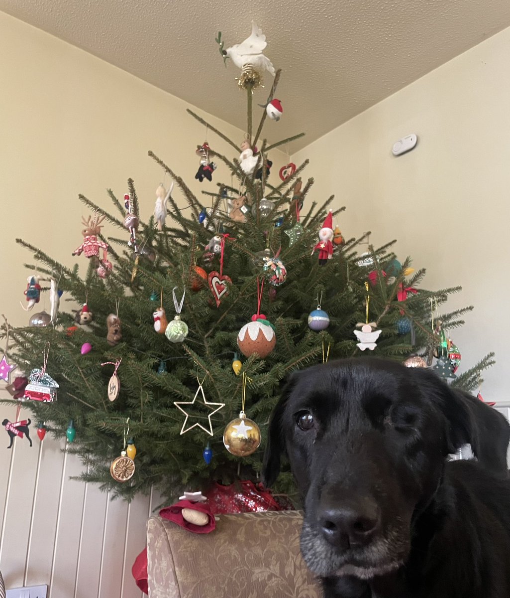 mo_rescue's tweet photo. Mum is clearly flouting the βno sticks in the houseβ rule π Sheβs dragged a whole tree into the living room and expects me to pretend this is normal πBiding my time until I try to bring my collection of muddy branches in πͺΎ
#OhChristmasTree #Christmas https://t.co/AiFEe4cKSB