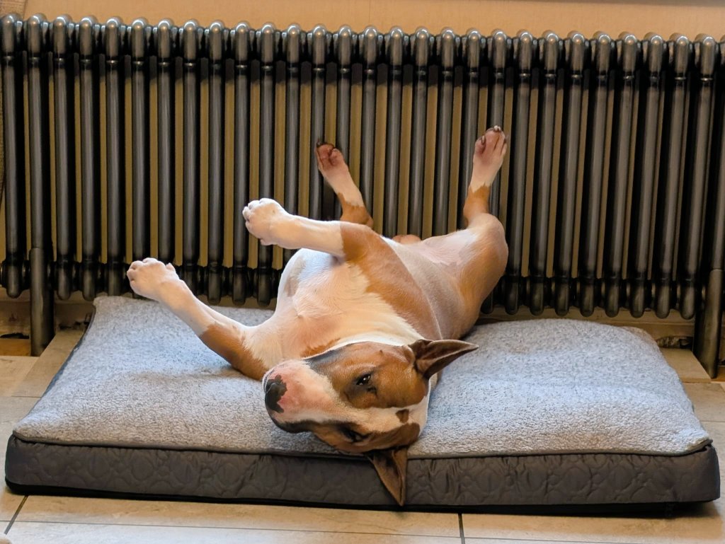westbromtone's tweet photo. It's pissing down outside, I've just asked him if he'd like to go for a walk. ๐
#GOINGNOWHERE
#BULLTERRIERS https://t.co/T2rHCsuZxz