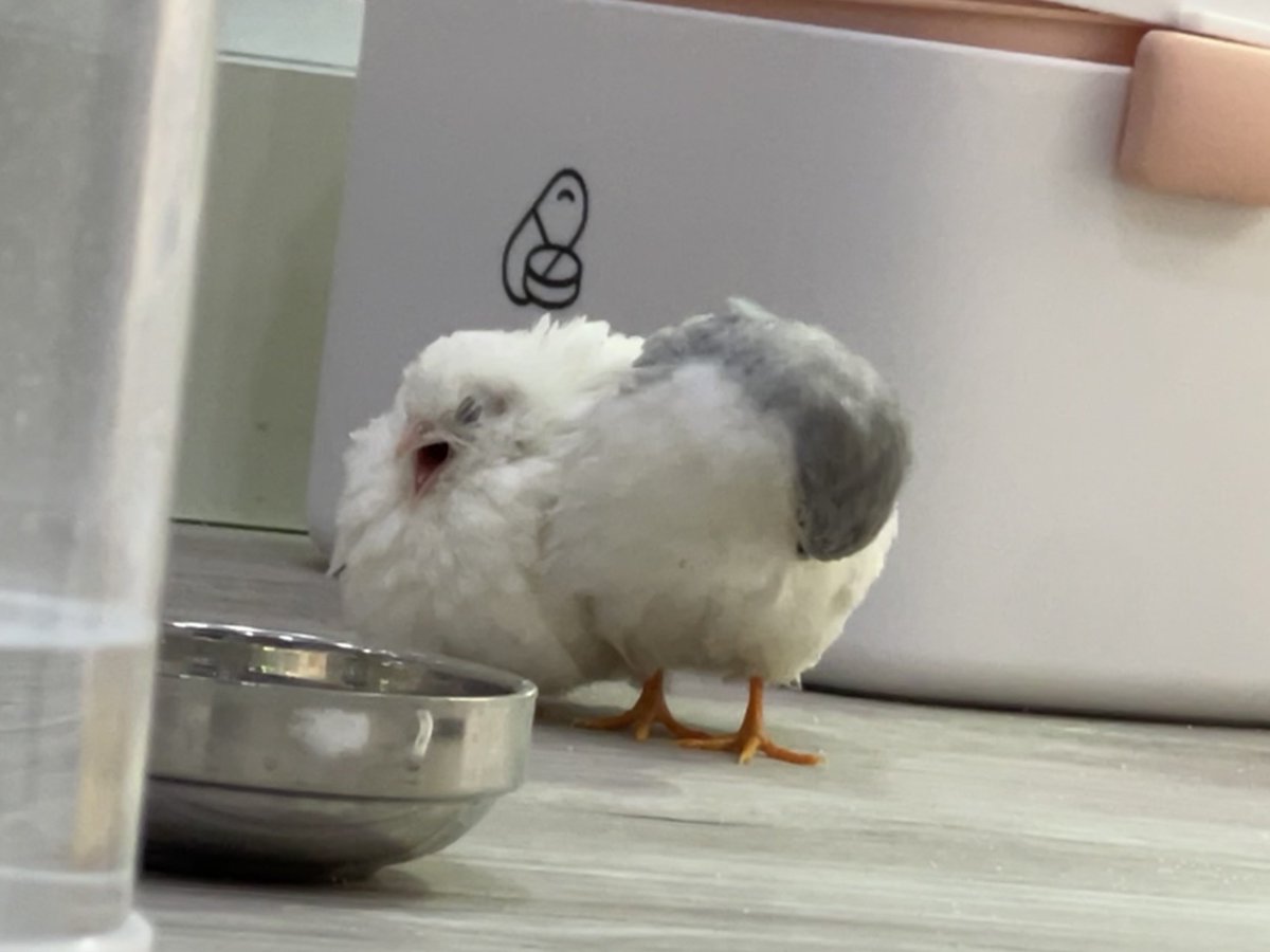 하품 (특:겁내열심히함)