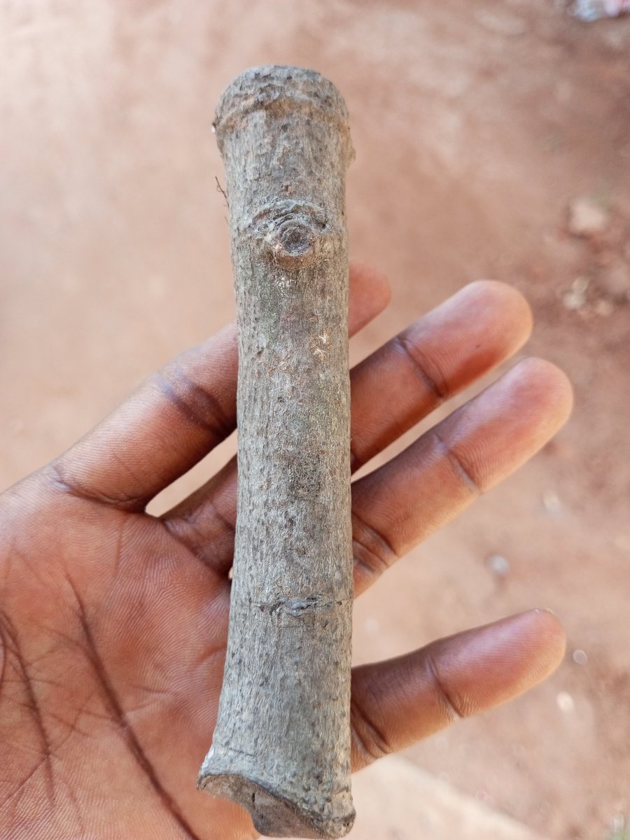 Kene_Nnewi's tweet image. anything except aligator pepper and kolanut....No atom of blood should touch on the ofo....The Ofo doesn't eat chicken or any animal that's why it is very ruthless..Anyday blood touches it the Ofo become powerless.....A man can have it likewise woman......With ofo emeremgini your