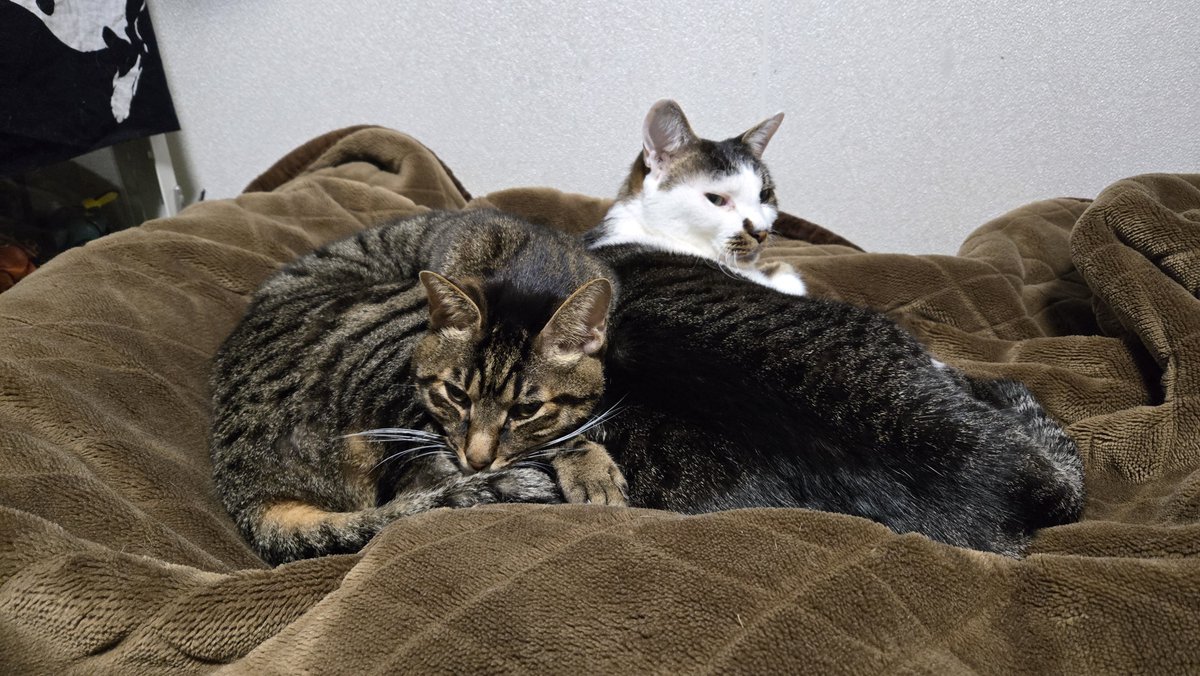 ありちんᕙ( 'ω' )ᕗ (@black_arichin) / Posts / X