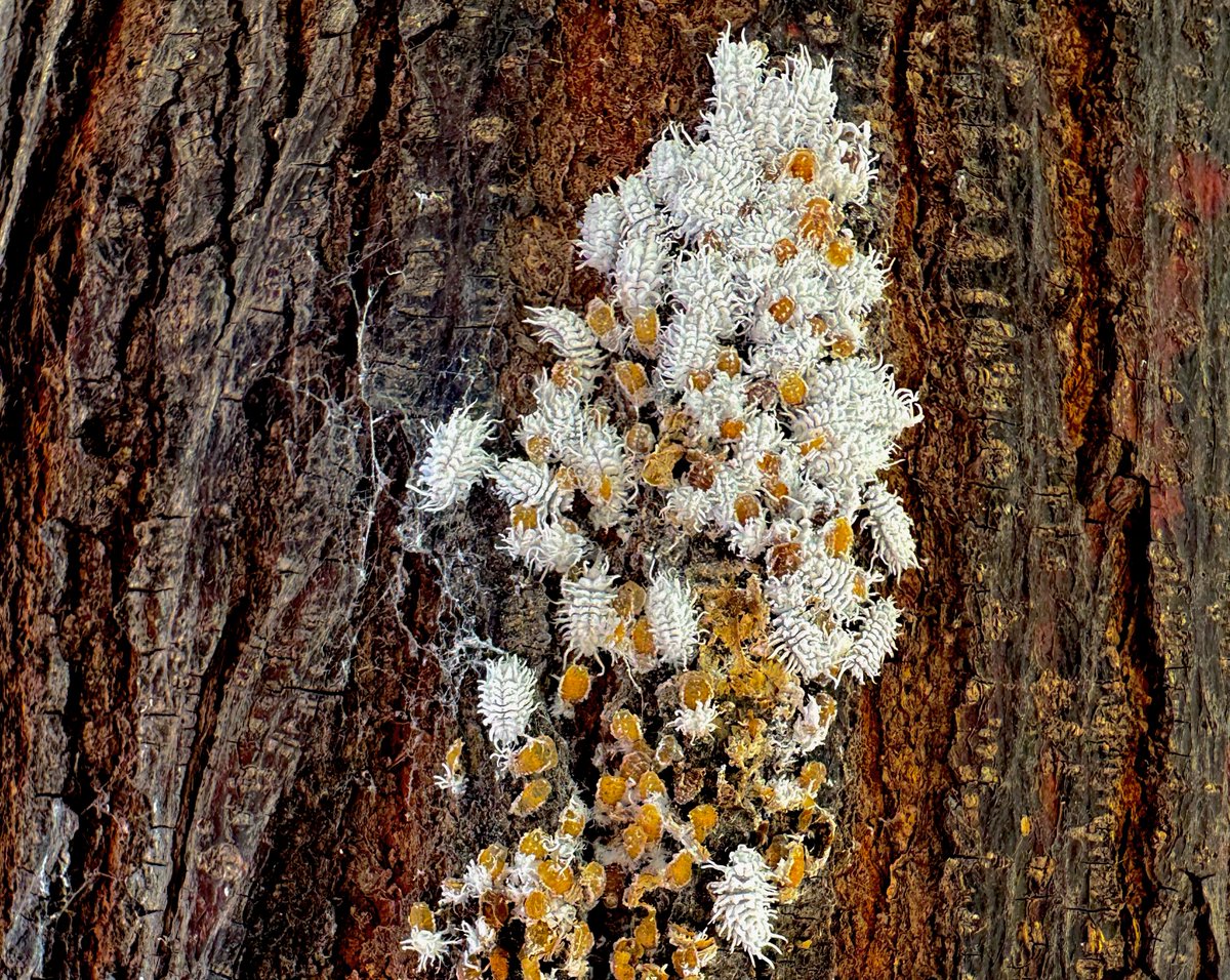 #foto_sociosSEEA ganadora del mes de DICIEMBRE en el Concurso SEEA 2025.  Larvas y pupas de Cryptolaemus montrouzieri en tronco de una Melia 
azedarach después de alimentarse de Pulvinaria psidii (Valencia).  Miguel Calvo Agudo