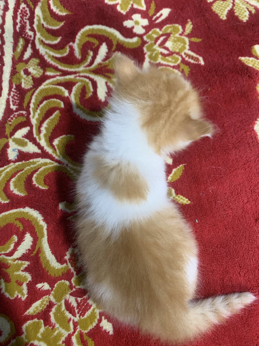 Alo ges, kenalin anaknya Tompel, namanya Gopal.🤏🏻