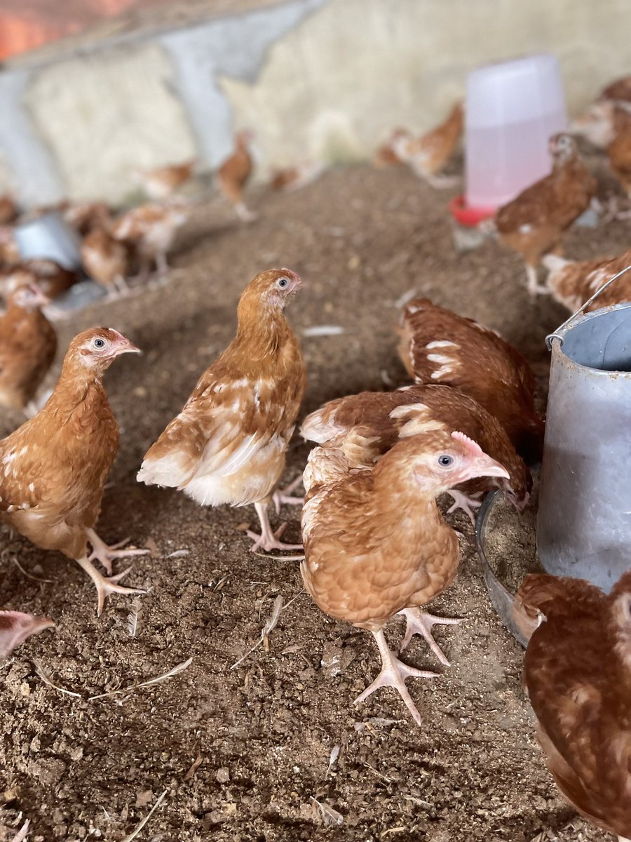 Chydymma tweet media