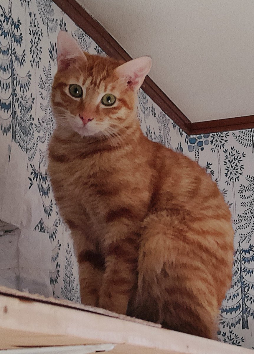 いづみ (@restart_emerald) / Posts / X