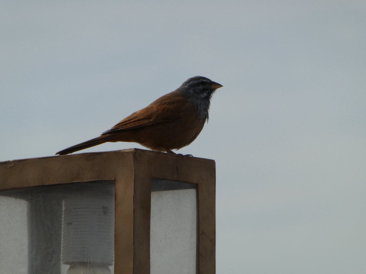 Oliver Mas tweet media