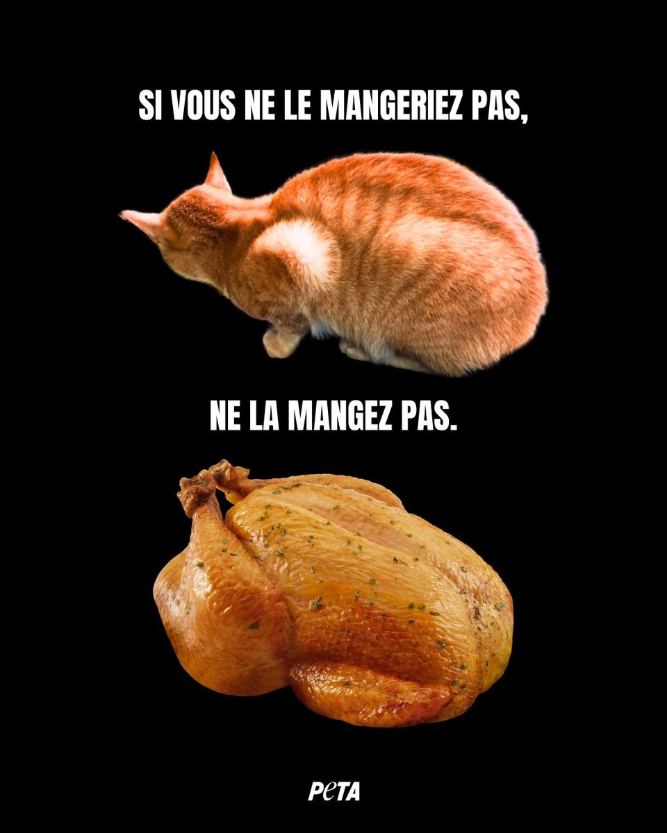 PETA_France's tweet image. Les dindes ont autant envie de vivre que votre chat. 
Choisissez un #Noël végan.