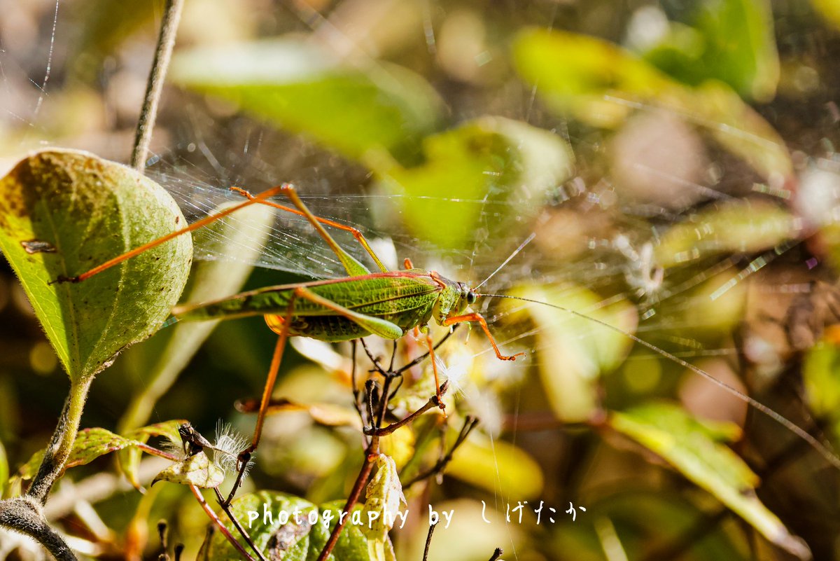 【ツノの有無】参考写真 無地唐津碗形盃 | 矢野直人 | うつわ | filament
