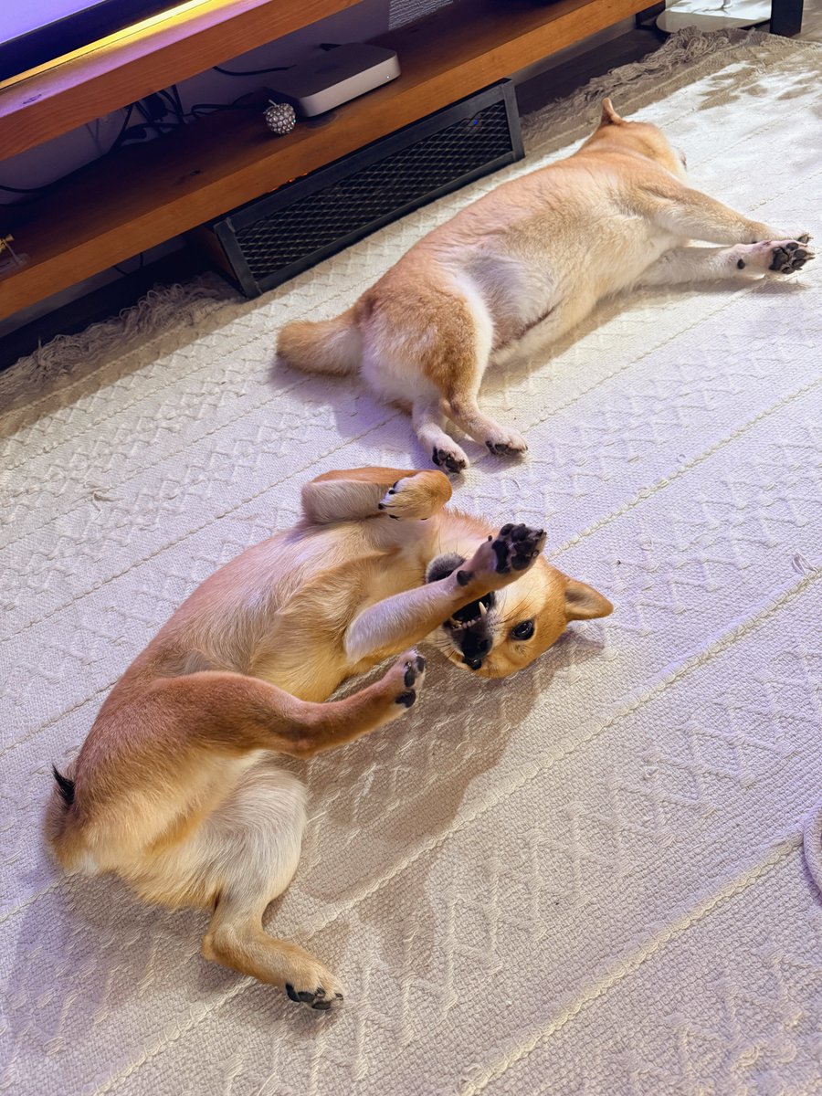 jagamaru2013's tweet photo. 自分の前足と戦う犬 vs 無関心を極めた犬 https://t.co/RXgNCxfm8I