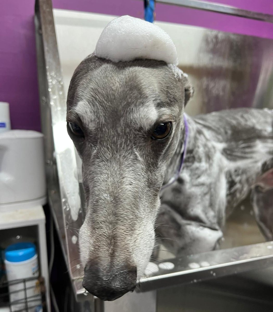 Blue Nial 💙 | 🌈 Diamond Jet 💎 tweet media