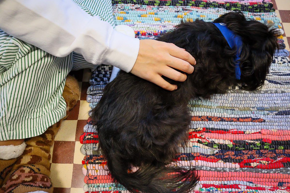 HRegionalMalaga's tweet photo. 🐾 El hospital  ha puesto en funcionamiento la terapia asistida con perros para pacientes de la Unidad de Trastornos de la Conducta Alimentaria, gracias a la colaboración de Fundación Olivares y el equipo especializado de Perruneando Málaga.

#SomosHRegional 
#HRUMContigoSiempre https://t.co/7Ye7J3fZDm