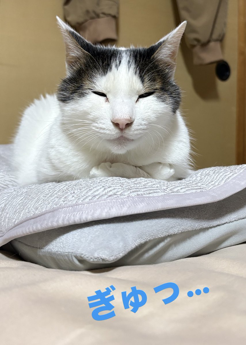 譲渡型保護猫Cafe あおねこ(新潟県田上町) (@aoneko_cafe) / Posts / X