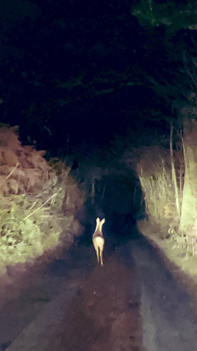 CaravanWales's tweet photo. roe deer’s tentative return to the Black Mountains https://t.co/Y1Py3WOeTF