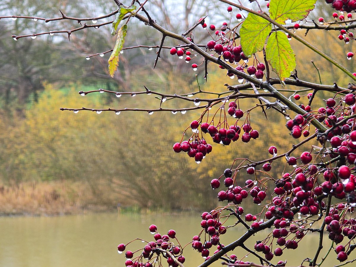 Bit of a rainy damp morning at Anglers country park wintersett <a href="/kerriegosneyTV/">Kerrie Gosney</a> <a href="/itvweather/">ITV Weather</a> <a href="/KeeleyDonovan/">Keeley Donovan</a> <a href="/Hudsonweather/">Paul Hudson</a> <a href="/SimonOKing/">Simon King</a> <a href="/bbcweather/">BBC Weather</a> <a href="/Expwakefield/">Experience Wakefield</a> <a href="/MyWakefield/">Wakefield Council</a> <a href="/WakeExpress/">Wakefield Express</a> <a href="/journoLeanneC/">Leanne Clarke</a> <a href="/WkfdOfficial/">Wakefield Official News</a> <a href="/ThePhotoHour/">#ThePhotoHour</a> <a href="/metoffice/">Met Office</a> #loveukweather <a href="/Schafernaker/">Tomasz Schafernaker</a> #Rain