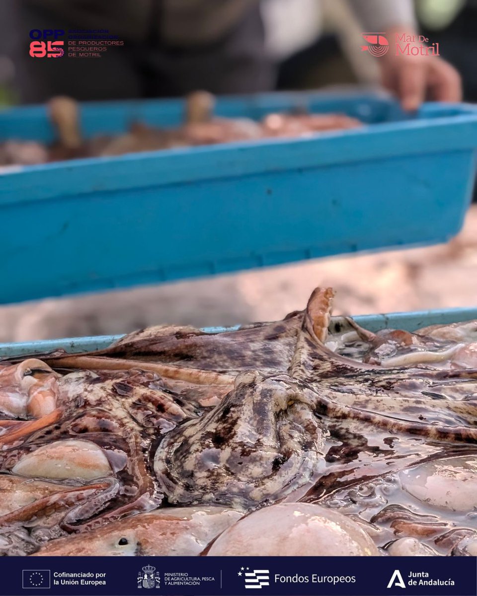 Un trabajo diario que no se detiene, para que podamos seguir disfrutando del mejor pescado y marisco local en nuestras mesas. 🐟🦐

Consulta por WhatsApp o teléfono los productos disponibles cada día.
🤳🏽 624 161 260
💻 lonjamotril.com

Medida 7/7.3.a.5.