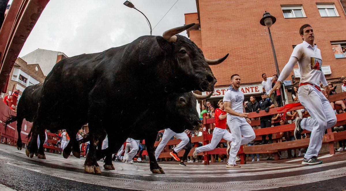 🔴⚪️ Sanse anuncia las ganaderías de los Encierros Blancos 2026: El Cotillo y Zalduendo

➡️ Los encierros de invierno se celebrarán el 17 y 18 de enero, con la participación de dos renombradas divisas ganaderas en el circuito taurino

🔗diariodesanse.com/2025/12/12/san…