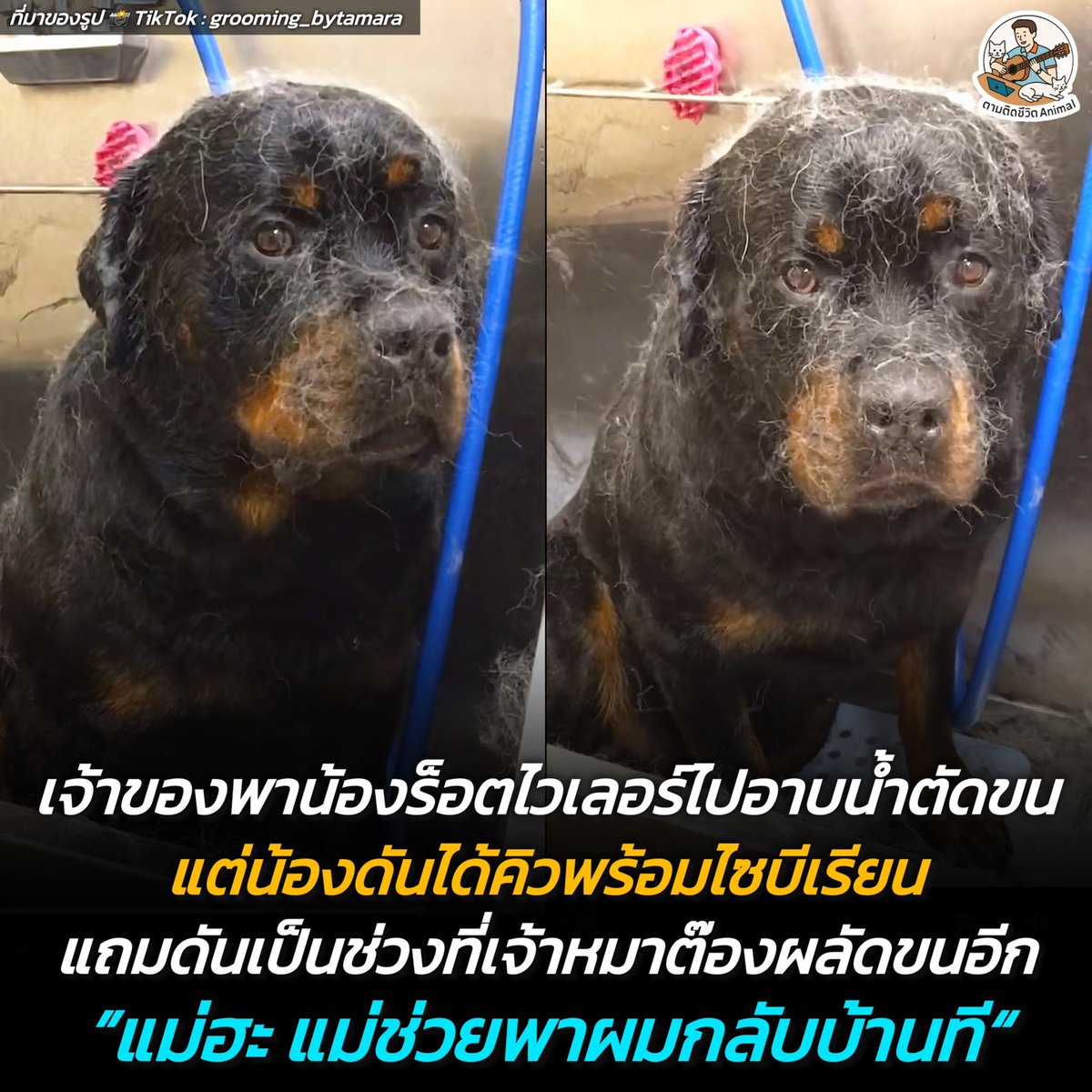 เจ้าของพาน้องล็อตไวเลอร์ไปร้านอาบน้ำตัดขน แต่เผอิญได้คิวพร้อมกับไซบีเรียฮัสกี้พอดี แถมช่วงนั้นยังเป็นช่วงที่พี่ไซบีเรียนผลัดขนหยักมาก ขนของหมาต๊องจึงฟุ้งกระจายเต็มห้องกลายเป็นพายุขนหมาพัดถล่มน้องร็อตไวเลอร์แบบเต็มๆ ทำเอาน้องถึงกับเลิ่กลักเอ็นดู 😳🥹🤣
(มีคลิปเพิ่มเติมของน้อง)