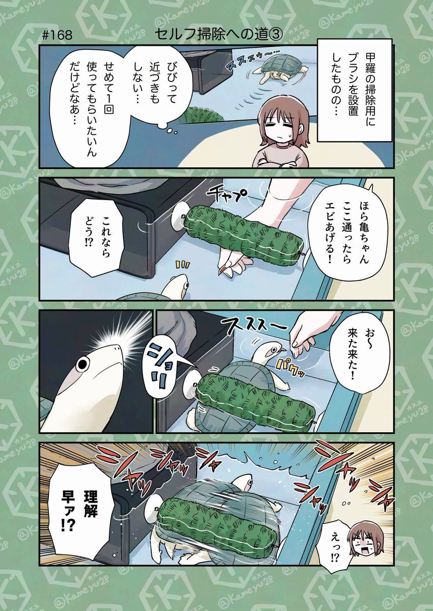 kameyu28's tweet photo. 亀飼い漫画「セルフ掃除への道③」 https://t.co/3qYCD99fj5