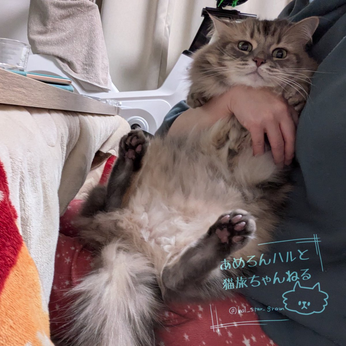 あめろんハルと猫旅ちゃんねる🍥 tweet media