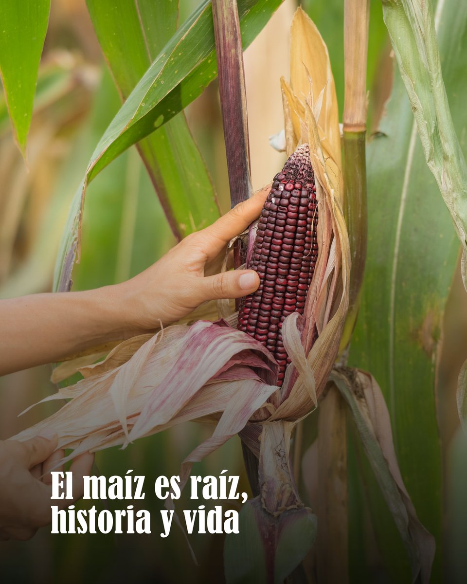 ruggedcompass's tweet photo. In rural #Mexico, @AmextraOficial walks alongside communities—honoring elders, preserving languages & traditions while expanding #education. They lead by lifting up. #Volunteers partner to defend #HumanRights for all.
https://t.co/VndiRAt0pp
#RuggedCompass #HumanitarianNewsfeed https://t.co/fV9eBLqiUI