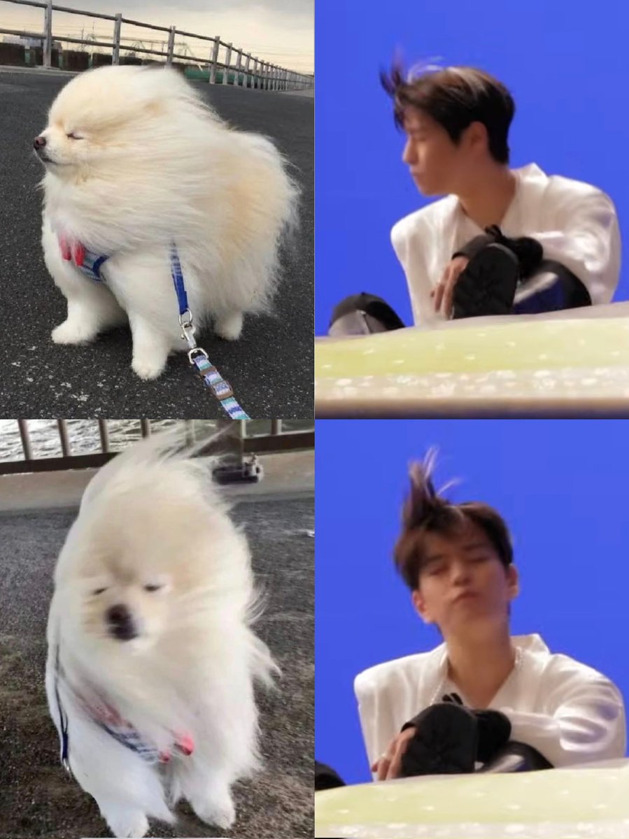 🌬️강아지의 털이 바람에 날리다ㅋㅋㅋ