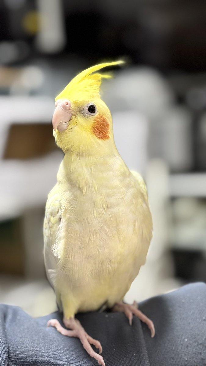 オカメインコ