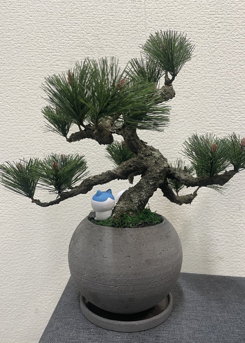 つくね@おいしい (@tsk_oishii) / Posts / X