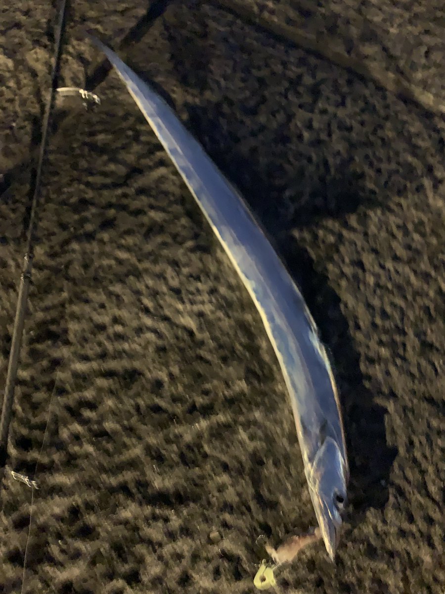 この時期のタチウオゲーム性高すぎる