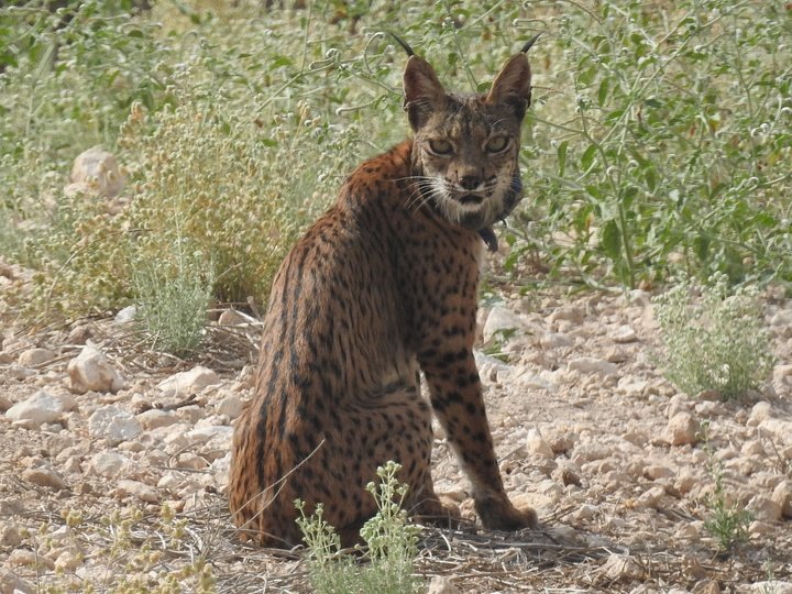 🐱La Región fortalecerá su posición como territorio clave para la conservación del lince con la liberación de ocho ejemplares en 2026.

✅️El área de reintroducción de las Tierras Altas de Lorca se consolida con el nacimiento de cinco cachorros.

ℹ️carm.es/web/pagina?IDC…