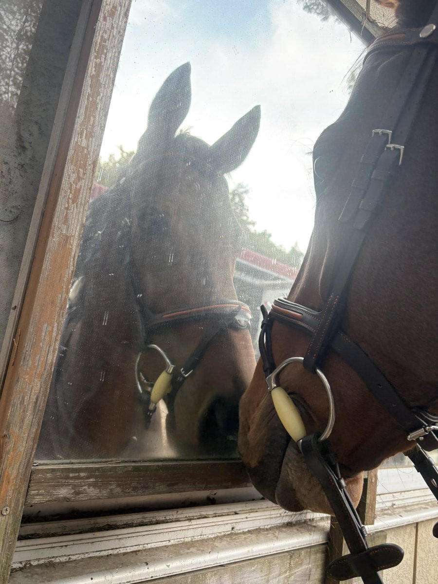 Akagi_RC's tweet photo. 🐴「お前誰だ！？」

Dちゃん自分と真剣にご挨拶してました😂

 #赤城乗馬クラブ
 #ディープディライト
 #DD
 #ディープインパクト産駒
 #サラブレッド
#ポニー
 #外乗
 #乗馬体験
 #観光乗馬
 #競走馬
 #引退競走馬
 #馬
 #乗馬好きな人と繋がりたい
 #乗馬
 #群馬観光 https://t.co/d2va11rbpa