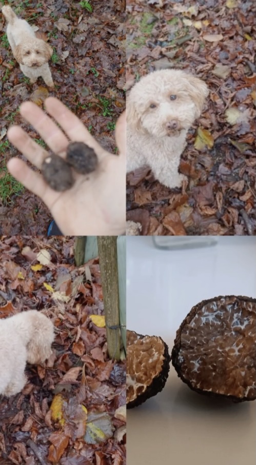 Prof Paul Thomas tweet media