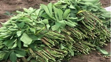 Agrimedia.cd tweet media