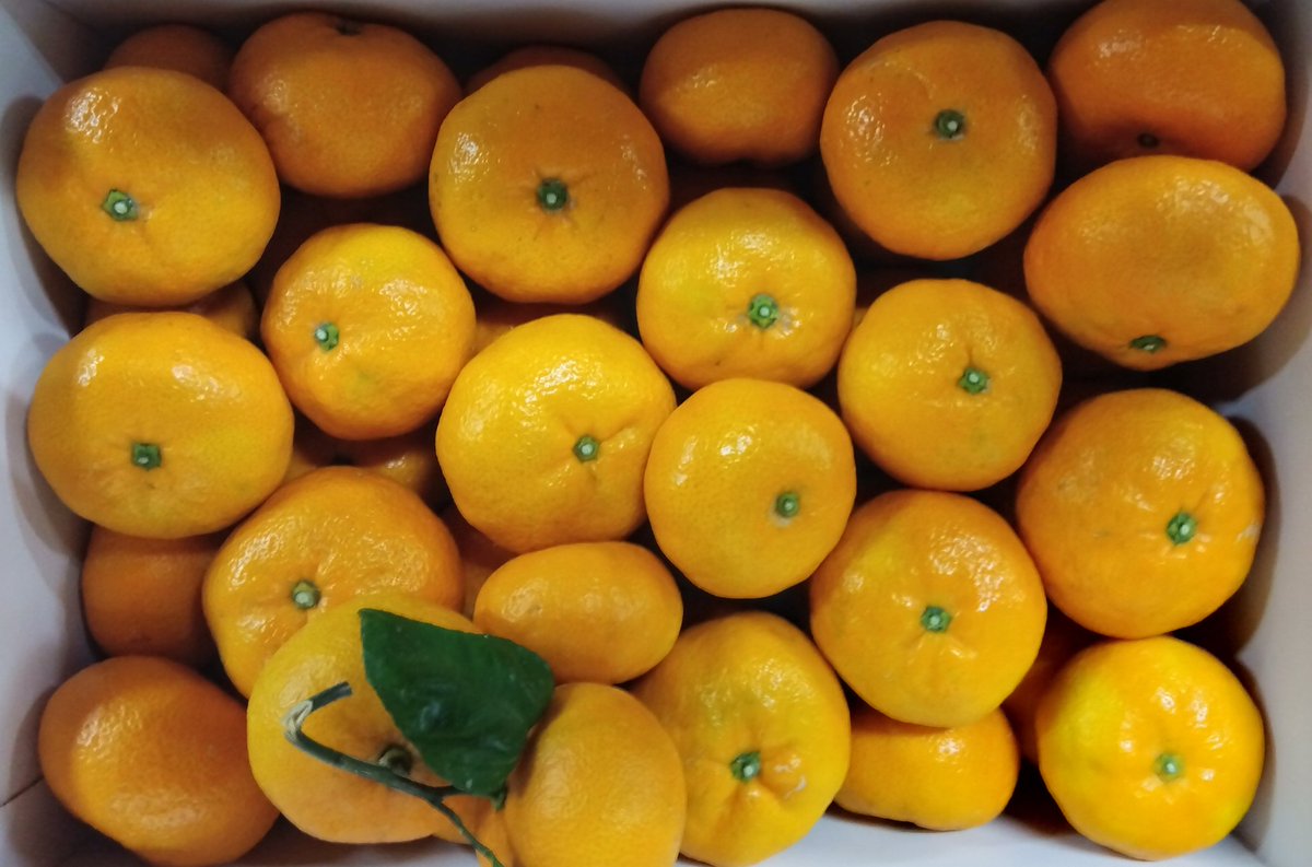 kouhei2708's tweet image. 本日より１５日から収穫の
豆酘平みかん５Ｋｇ夕陽ジャム付き
¥３５００+送料
承りますので宜しくお願い致します🙇
　#対馬　#豆酘平みかん🍊　#豆酘平みかん５Ｋｇセット夕陽ジャム付き