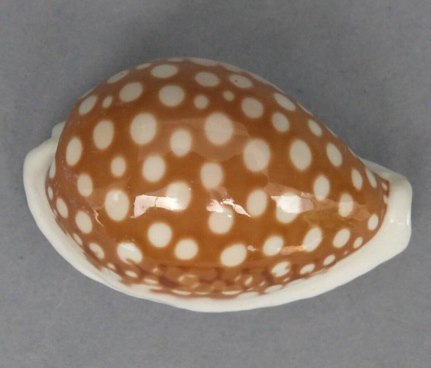 貝殻標本、タカラガイー1 貝殻標本、タカラガイー1 貝殻 貝 標本 コレクション タカラガイ