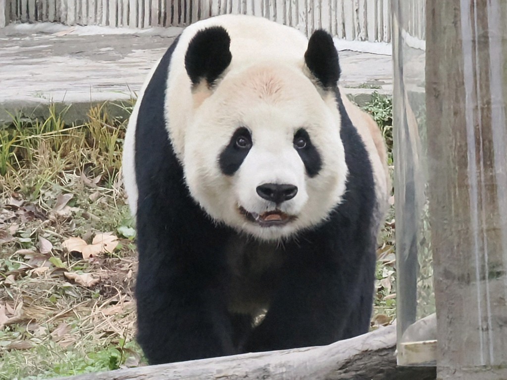 シャンちゃんLOVE (@marineb17001759) / Posts / X