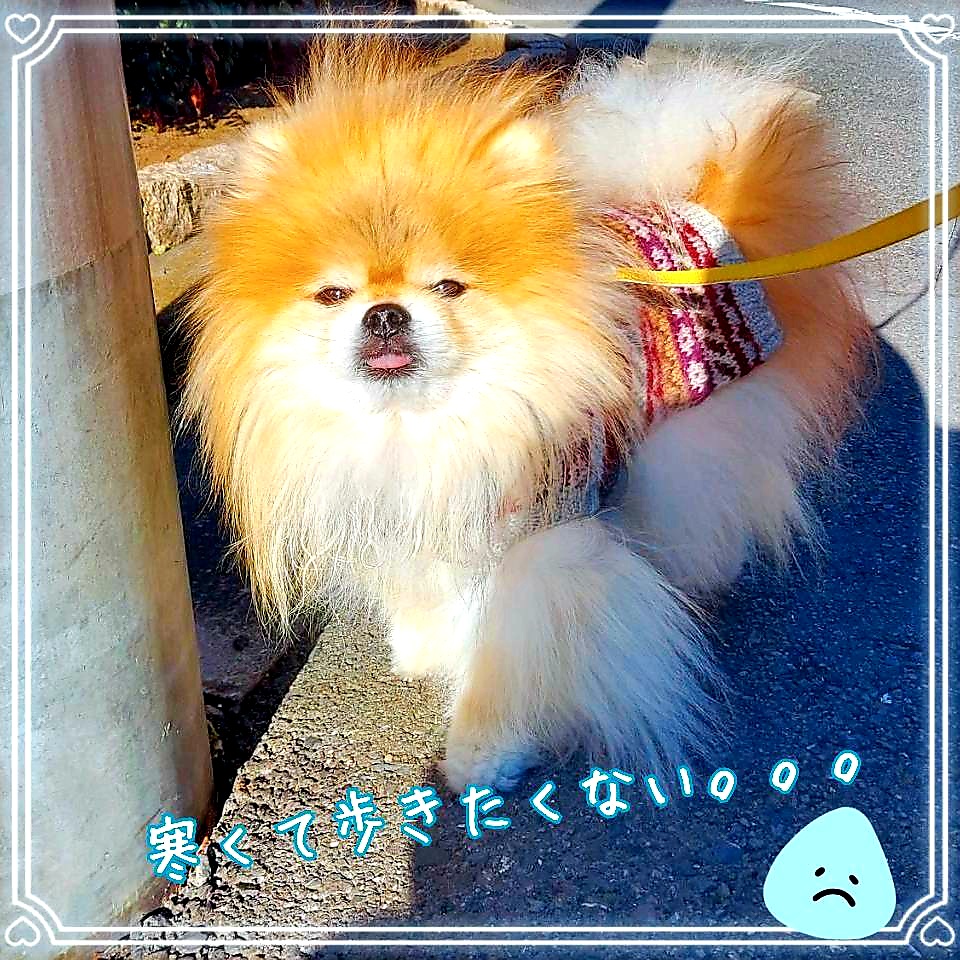 ポメまる様 今日のS株投資 🥇NTT 今日はとてつもなく寒かった🥶 でも、妻に懇願