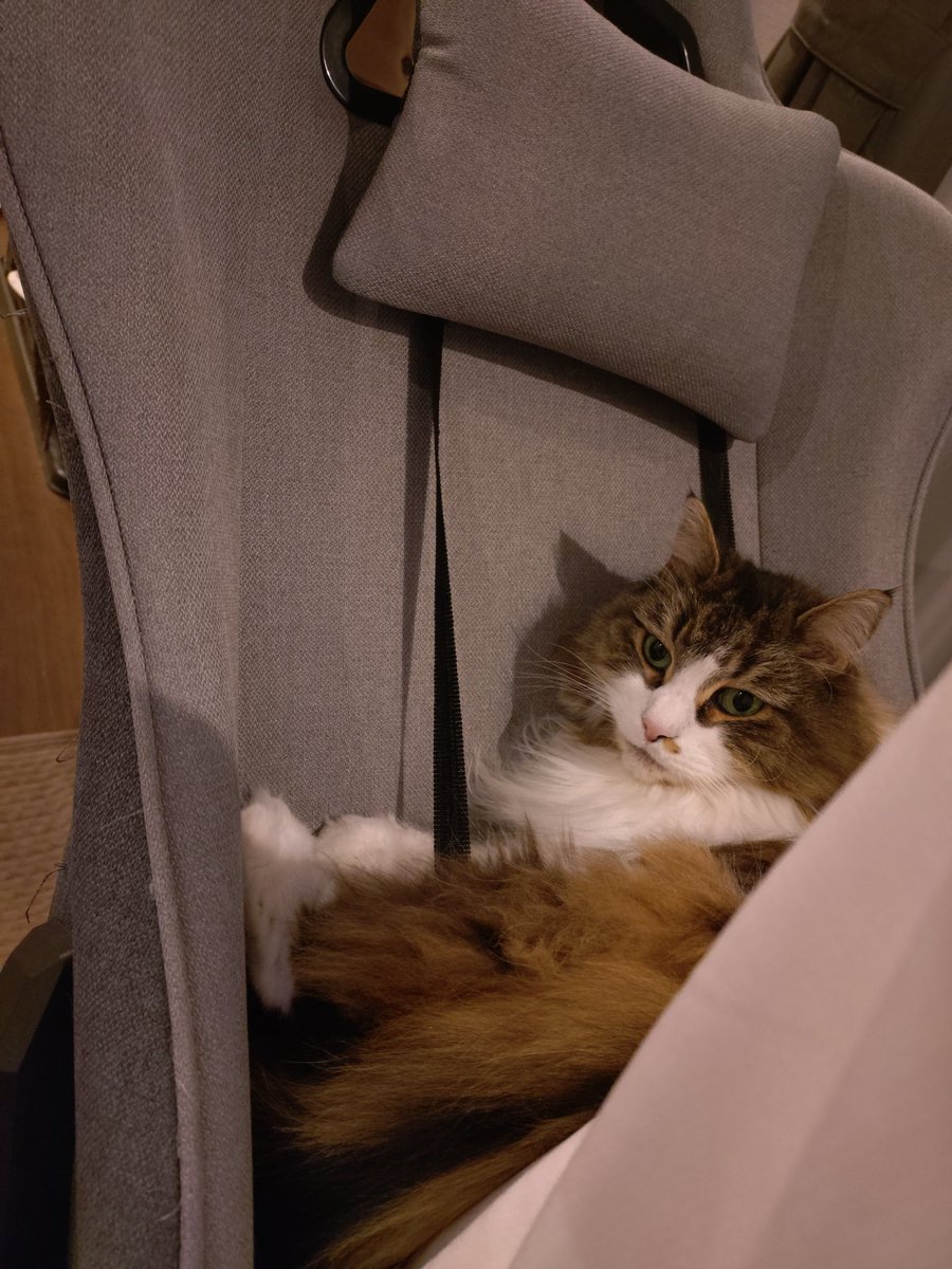 Mokohouse02's tweet photo. 背中が暖かいと思ったら、、
絡まってる？
#ノルウェージャンフォレストキャット　#猫のいる暮らし https://t.co/PuToYf8j4Q