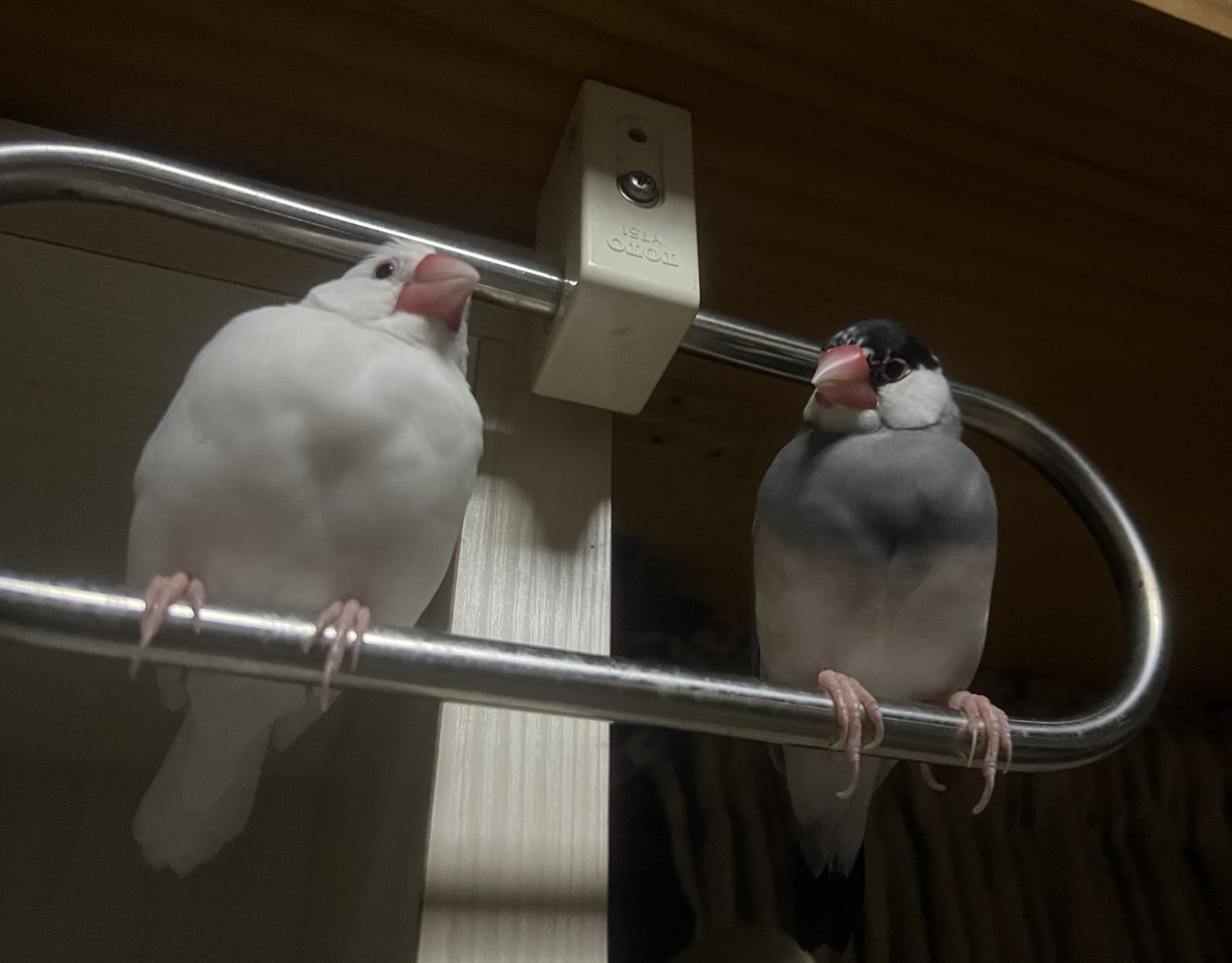 ka12667448's tweet photo. ���日昼過ぎから暖かかったせいか今日は冷え込みましたな 
気温下がるし風は吹くし海沿いだしそんな日はほんとに仕事したくない

右と左に1羽ずつ文鳥握ってれば暖かくなりますかね https://t.co/mrZjQdFr9c