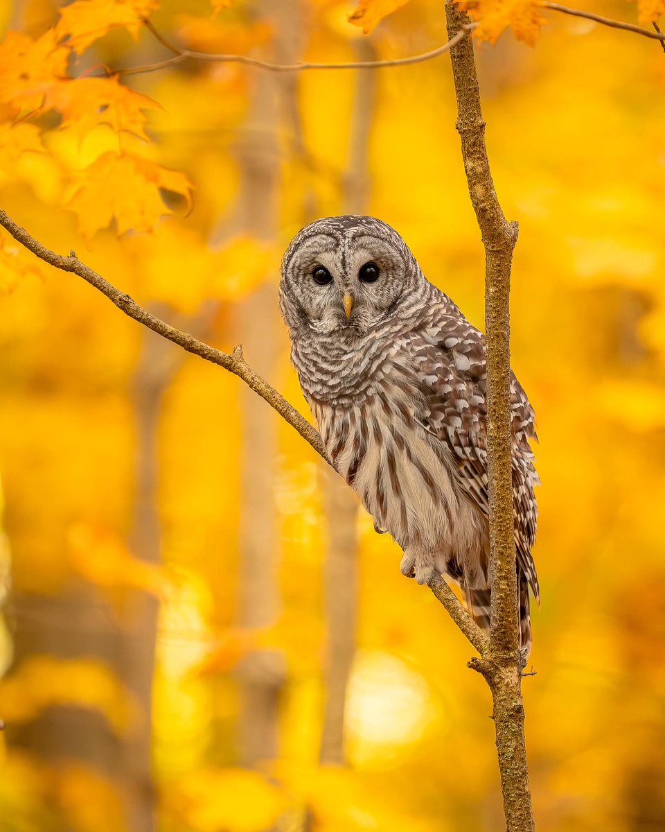 Joe ggambarojoe59@gmail.com tweet media