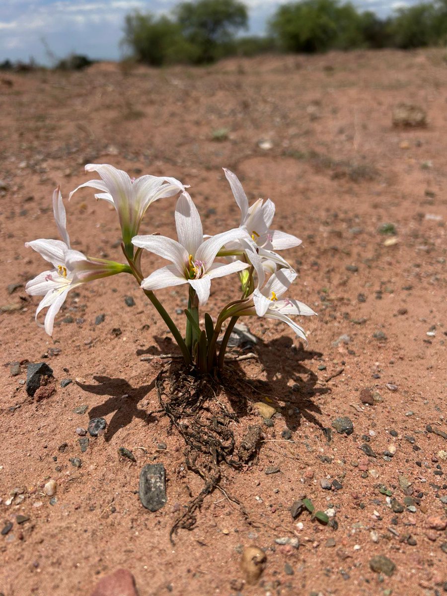 REAL JARDÍN BOTÁNICO tweet media