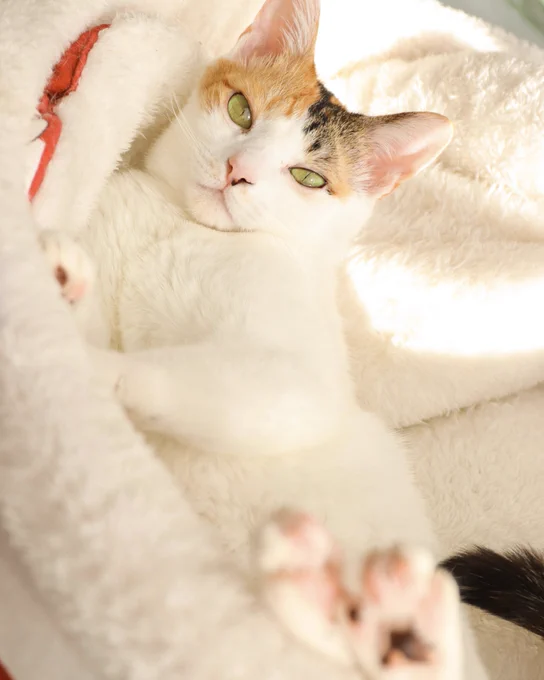 ねこみて