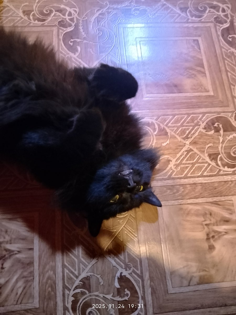 lovedarkness365's tweet image. Давно что-то тут не было моей кошки, и вот она, 
✨ей уже 10 лет✨🐈‍⬛