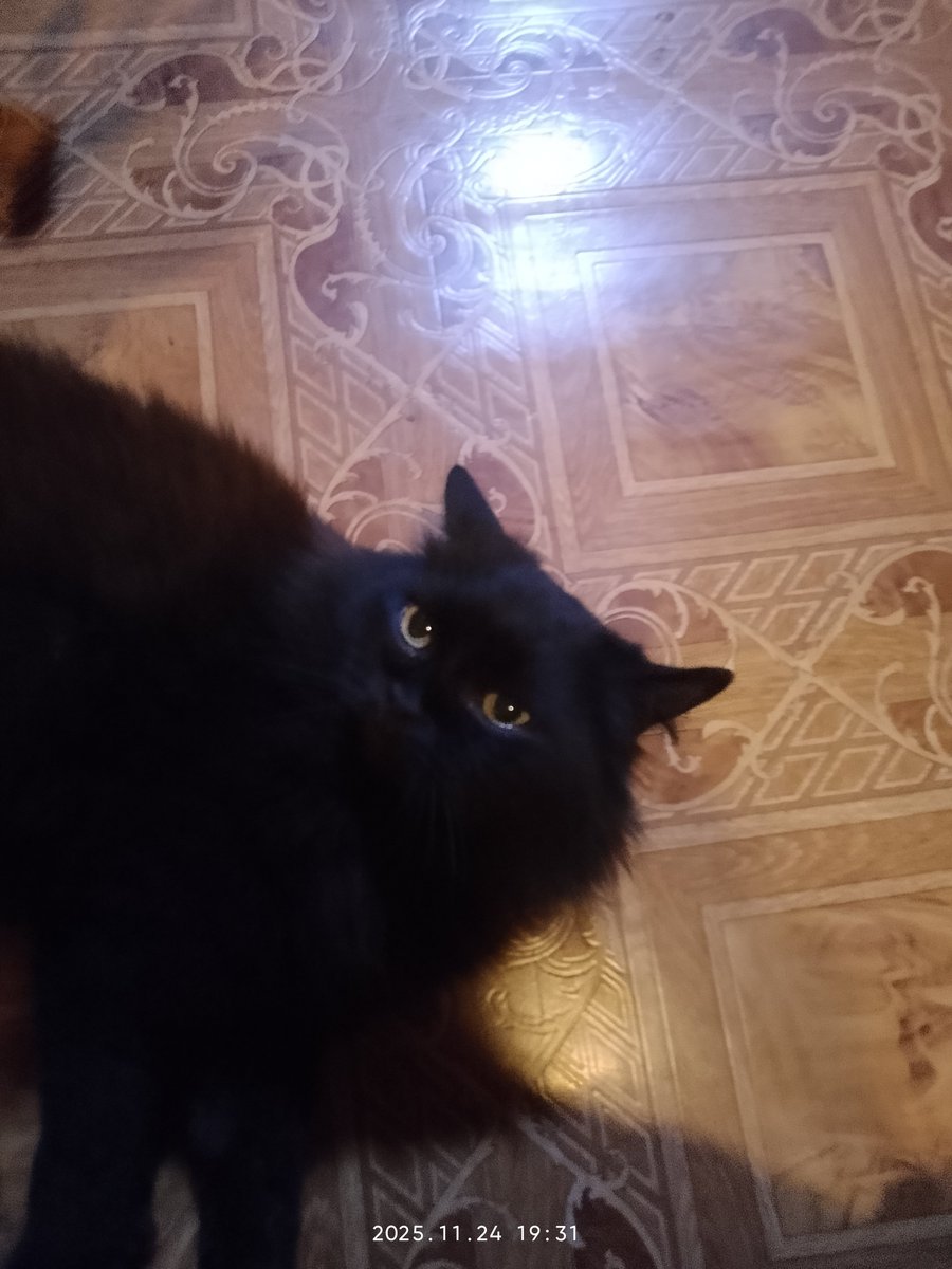 lovedarkness365's tweet image. Давно что-то тут не было моей кошки, и вот она, 
✨ей уже 10 лет✨🐈‍⬛