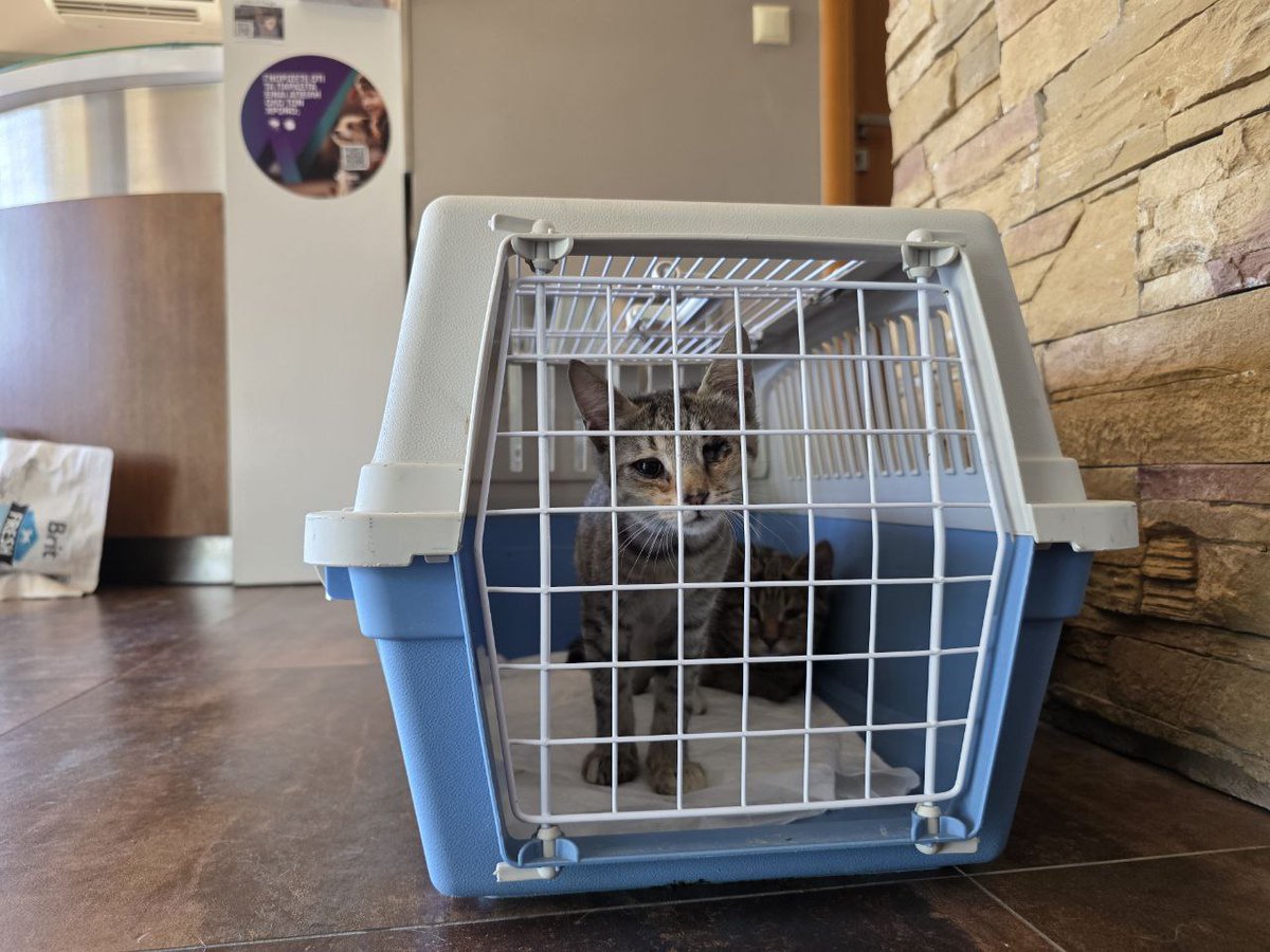 In dieser Box sind 2 kitten. Das eine ist kaum zu sehen weil es daneben liegt. ZUSAMMEN GETRETEN.Der Täter wurde gefasst. Anwohner sahen es und haben ihn festgehalten bis die Polizei kam. Leider muss es operiert werden da vieles gebrochen ist und dafür benötigen wir dringend