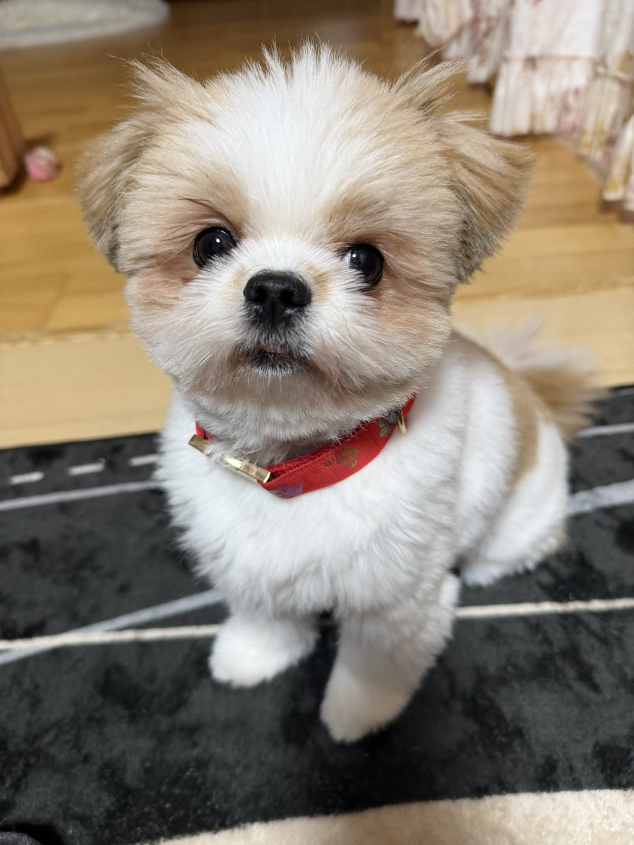 シーポメ☆KOHAKU (@KOHAKU20231125) / Posts / X