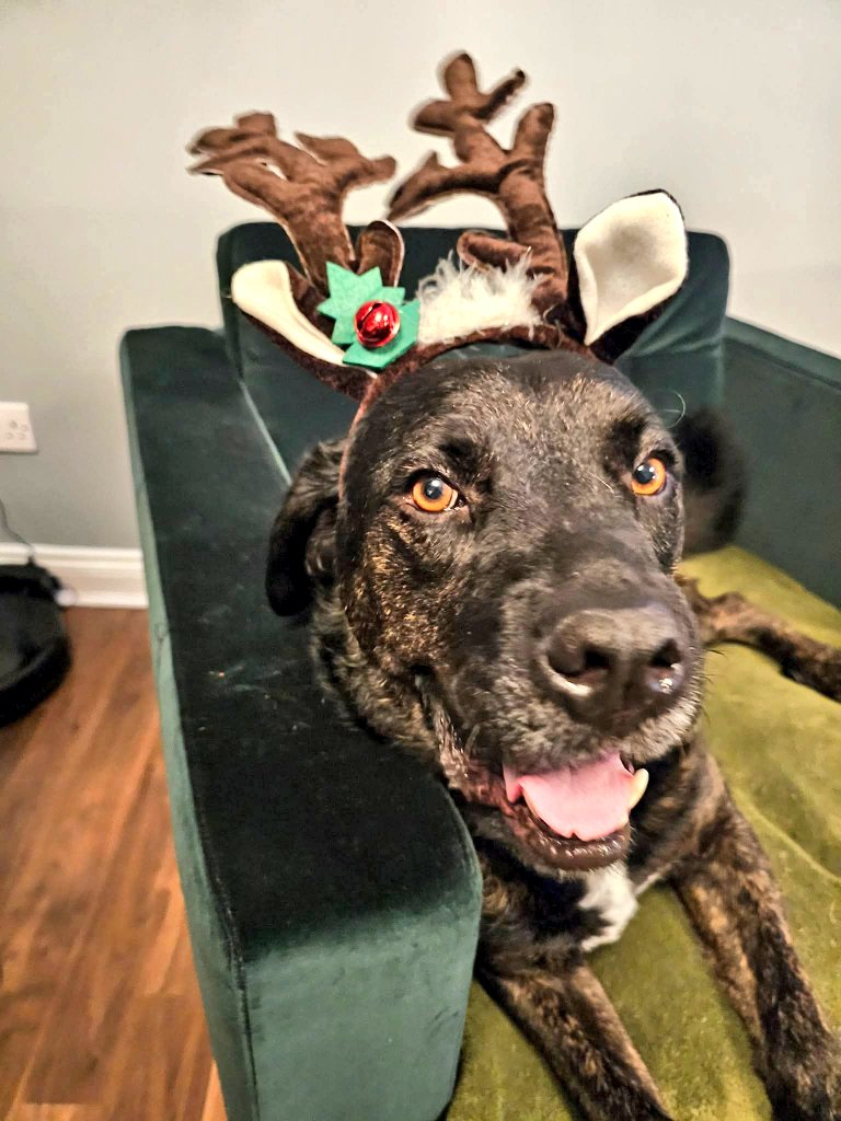 SCD_Rescue's tweet photo. 🎄☃️🎄☃️🎄☃️🎄☃️🎄☃️🎄☃️
12 DOGS OF CHRISTMAS
☃️🎄☃️🎄☃️🎄☃️🎄☃️🎄☃️☃️
🎄⭐️🎄⭐���🎄⭐️🎄⭐️🎄⭐️🎄⭐️🎄⭐️🎄⭐️

Day 1 Dog 1 of our 12 Dogs of Christmas 🎄🎅🏻

Our first special dog to feature is Super Frank💙

This gorgeous boy is an absolute gentleman and has just settled so well into his foster home 🏡

Sadly for Frank this was only a short term foster so he faces spending Christmas in kennels if we cannot find another foster or forever home 🏡

What’s special about Frank? That’s easy to answer as there is just so much about him♥️

He is loving, affectionate, gentle and a bit goofy🤣

Frank loves his walks, balls, toys, food and is very easily handled, he is fine being groomed and loves the attention. He has a good routine, sleeps through the night and potters about in the day💙 He loves his comfy sofa and has the most amazing nature 🥰 I have met Frank at kennels previously and he is such a friendly boy when meeting new people 🥰

Frank dislikes fireworks so needs someone who can support him calmly through those times of year💔

Frank can get over excited when he sees dogs on walks, we think this is lead frustration and is something that will need to continue to be worked on in his new home. 

His full post can be found below please please can everyone share Frank's post so he finds the best home for Christmas ♥️

Frank
https://t.co/0j7PaL8vWq