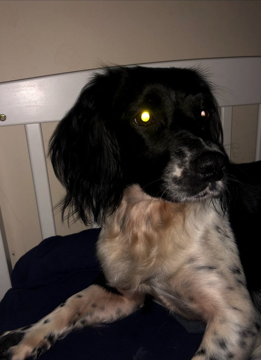SyncVRFN's tweet photo. @Fortnite thats a picture of my dog thats not here anymore (it happened this monday) id actually be so happy if my dog could be in the game https://t.co/Qe9Xcsh4Dg