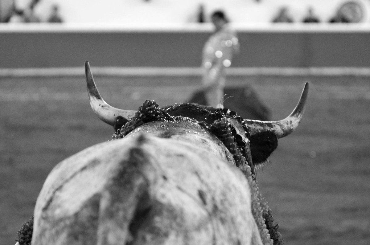 El Programa Taurino tweet media